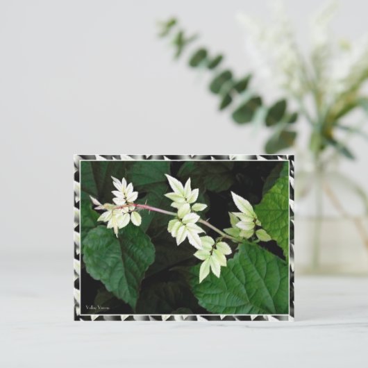 Carte Postale Feuille (Debout devant)