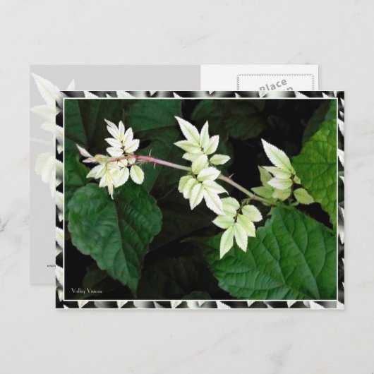 Carte Postale Feuille (Devant / Derrière)