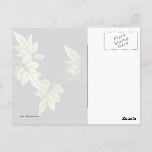 Carte Postale Feuille (Dos)