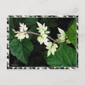 Carte Postale Feuille (Devant)