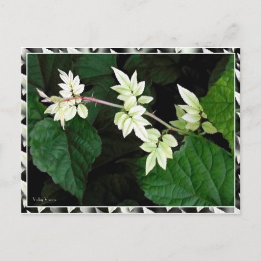 Carte Postale Feuille (Devant)