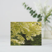 Carte postale Feuille (Debout devant)