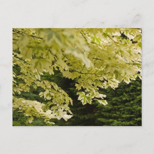 Carte postale Feuille (Devant)
