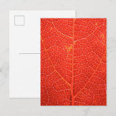 Carte Postale Feuille automnale (Devant / Derrière)