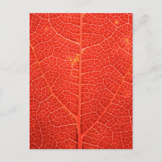Carte Postale Feuille automnale (Devant)
