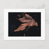 Carte Postale "Feuille avalée de sycomore " (Devant)