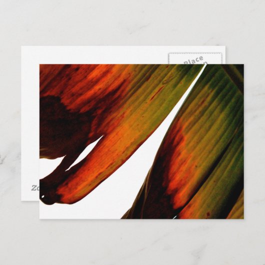 Carte Postale Feuille banane (Devant / Derrière)