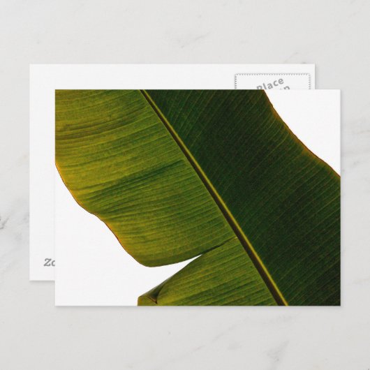 Carte Postale Feuille banane (Devant / Derrière)
