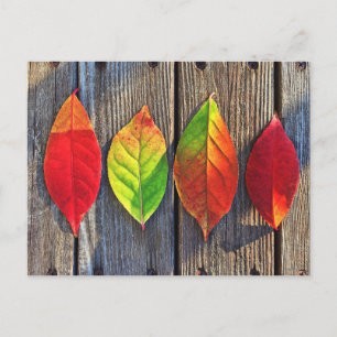 Carte Postale Feuille coloré