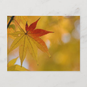 Carte Postale Feuille d'automne
