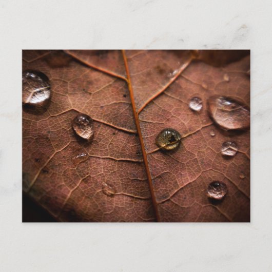 Carte Postale feuille d'automne humide 2 (Devant)