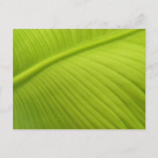 Carte Postale Feuille de banane (Devant)