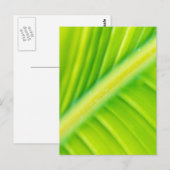 Carte Postale feuille de banane verte (Devant / Derrière)