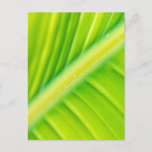 Carte Postale feuille de banane verte (Devant)