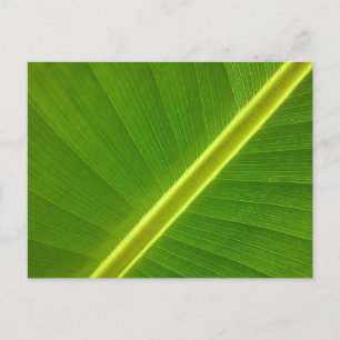 Carte Postale Feuille de bananier Macro