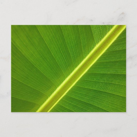 Carte Postale Feuille de bananier Macro (Devant)