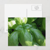 Carte Postale Feuille de Basil (Devant / Derrière)