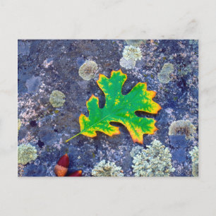 Carte Postale Feuille de chêne et glands sur une roche couverte