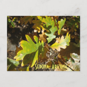 Carte Postale feuille de chêne, Sedona, Arizona