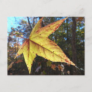 Carte Postale Feuille de Liquidambar Glowing dans la Forêt