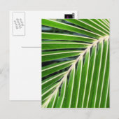 Carte Postale Feuille de palme verte Abstraite (Devant / Derrière)