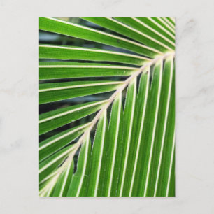 Carte Postale Feuille de palme verte Abstraite