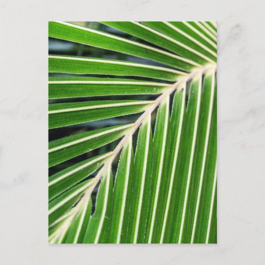 Carte Postale Feuille de palme verte Abstraite (Devant)