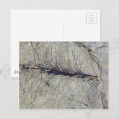 Carte Postale Feuille de Plante fossile fragile (Devant / Derrière)