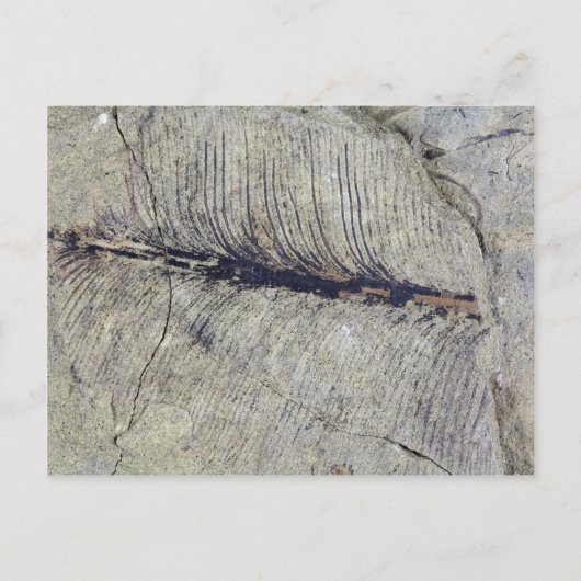 Carte Postale Feuille de Plante fossile fragile (Devant)