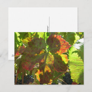 Carte postale - Feuille de raisin rouge sur vigne