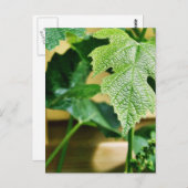 Carte Postale Feuille de raisin vert (Devant / Derrière)