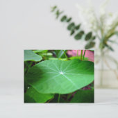 Carte Postale Feuille de Shaddy Nasturtium (Debout devant)