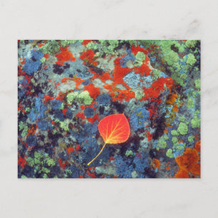Carte Postale Feuille de tremble sur une roche couverte de liche