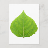 Feuille de tremble verte #11