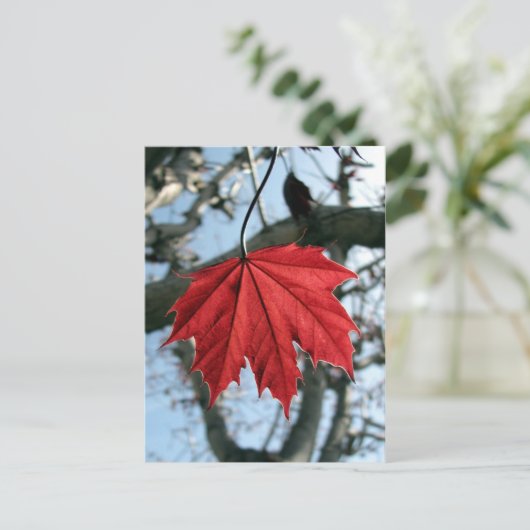 Carte Postale Feuille d'érable canadienne (Debout devant)