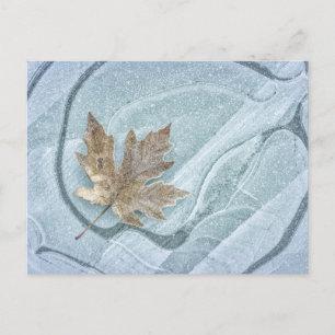 Carte Postale Feuille d'érable congelée sur glace