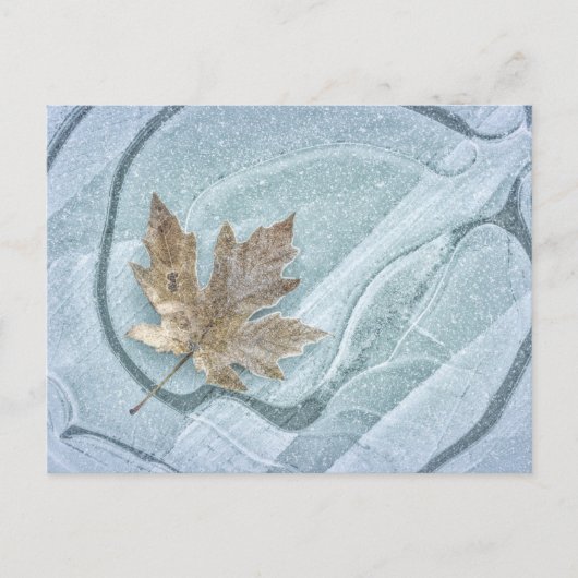 Carte Postale Feuille d'érable congelée sur glace (Devant)