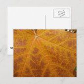 Carte Postale Feuille d'érable jaune Automne Abstraite Nature (Devant / Derrière)