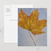 Carte Postale Feuille d'érable jaune sous l'eau (Devant / Derrière)
