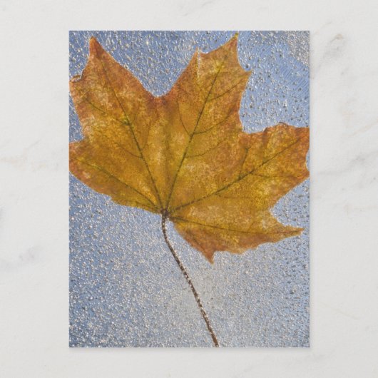 Carte Postale Feuille d'érable jaune sous l'eau (Devant)