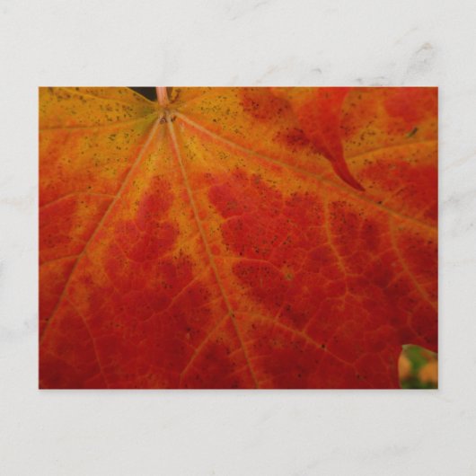 Carte Postale Feuille d'érable rouge Abstraite Automne Photograp (Devant)