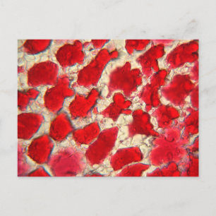 Carte Postale Feuille d'une rose rouge sous le microscope