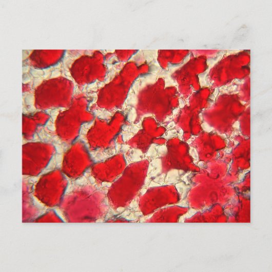 Carte Postale Feuille d'une rose rouge sous le microscope (Devant)