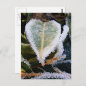 Carte Postale Feuille en forme de cœur avec de la glace (Devant / Derrière)