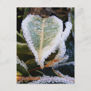 Carte Postale Feuille en forme de coeur avec glace