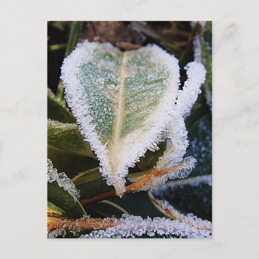 Carte Postale Feuille en forme de coeur avec glace (Devant)