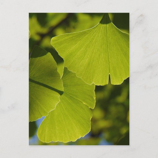Carte Postale Feuille ensoleillé de Ginkgo (Devant)
