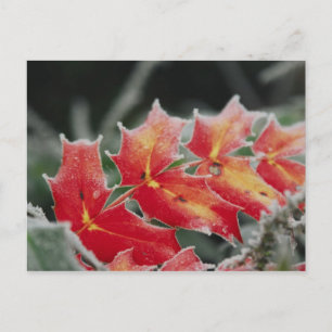 carte postale Feuille gelée