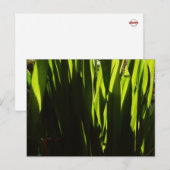 Carte postale Feuille Green Shadows (Devant / Derrière)