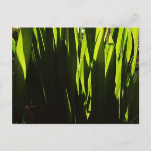 Carte postale Feuille Green Shadows (Devant)